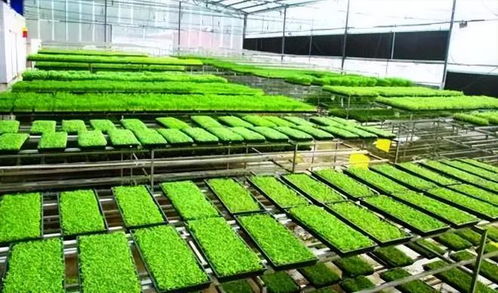 工廠化育秧引領農(nóng)業(yè)新變革 成本銳減60%，引爆機械化升級浪潮